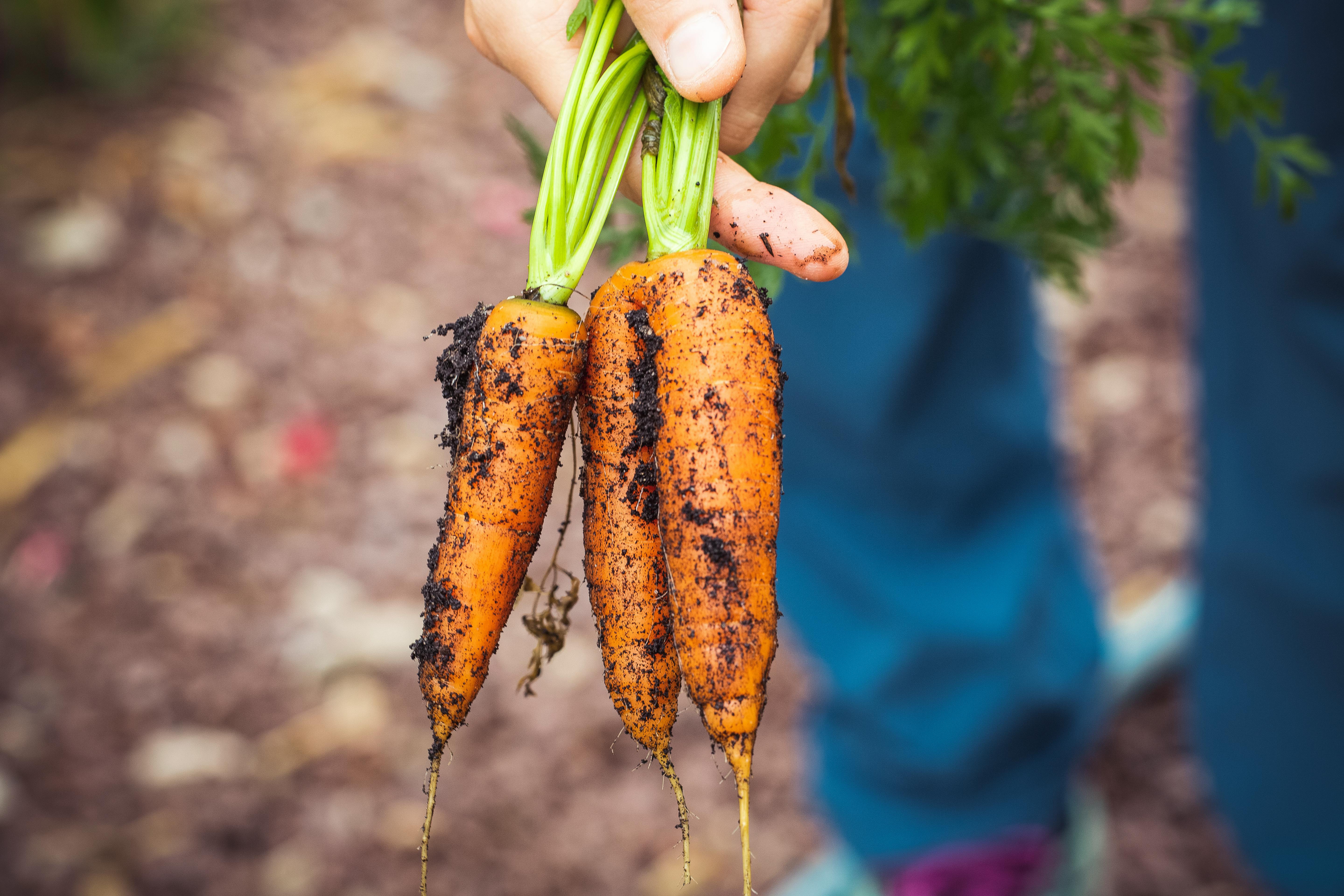 Simple Ways to Optimize Your Elemental Diet for SIBO in 2025