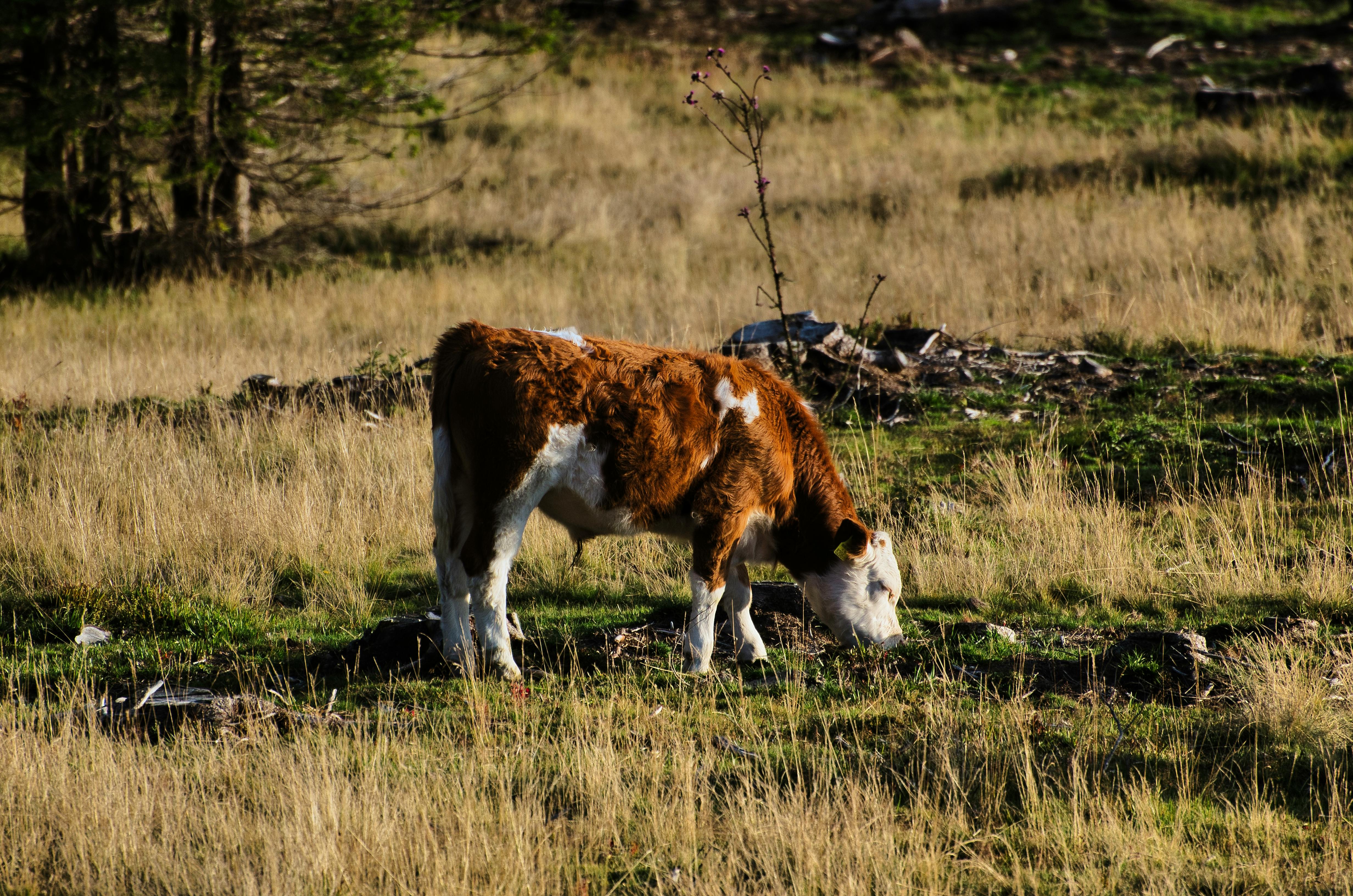 Proven Methods for Understanding Woolly Mammoth Diet in 2025