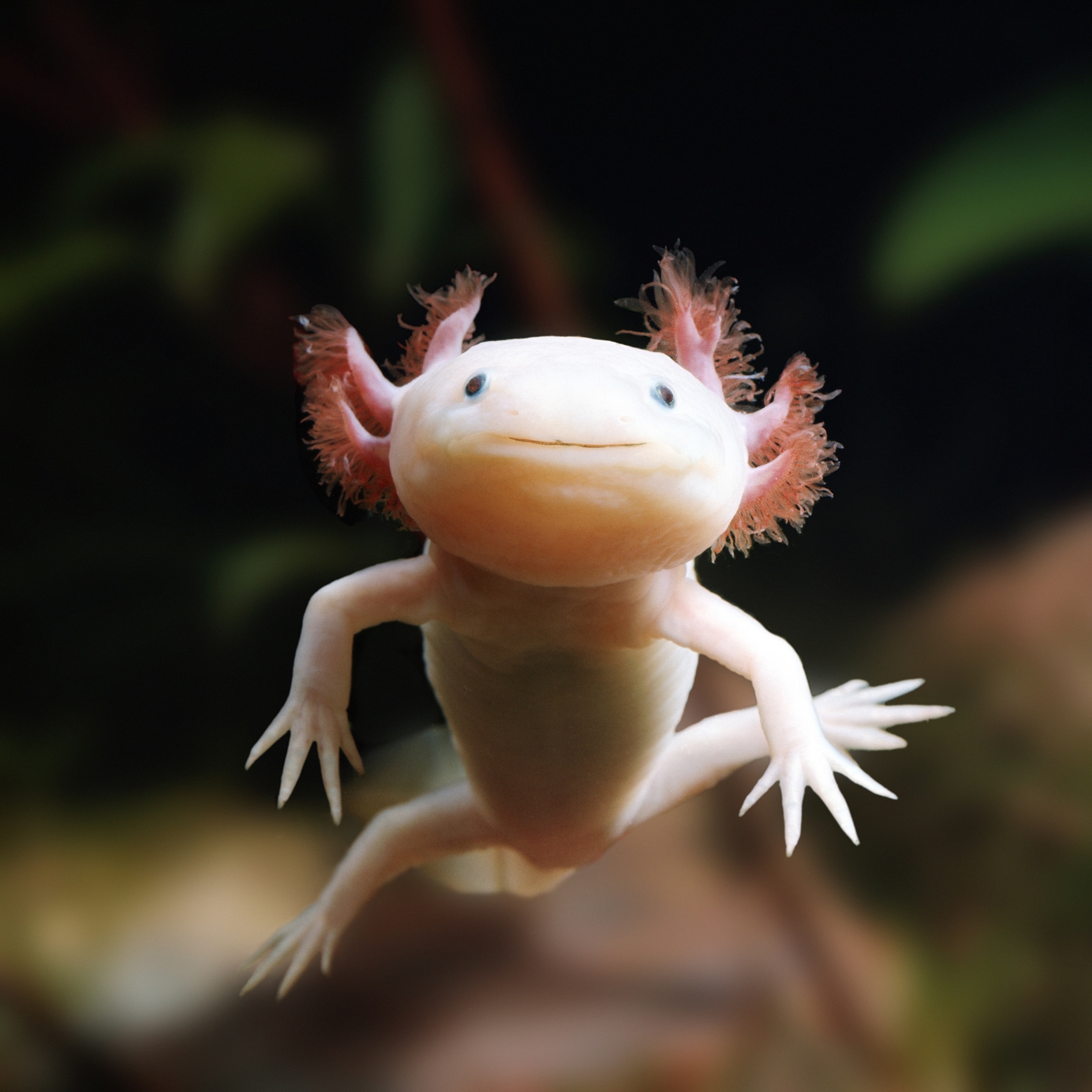 Healthy Axolotl Food Options