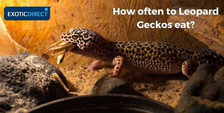 Healthy Leopard Gecko Foods