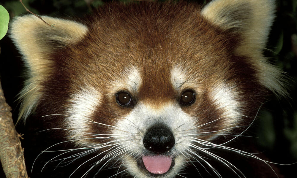 Red Panda with Bamboo