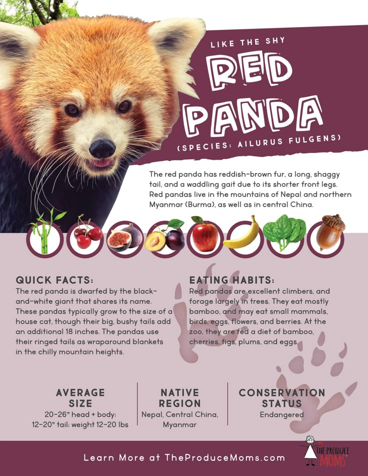 Red Panda Eating Bamboo