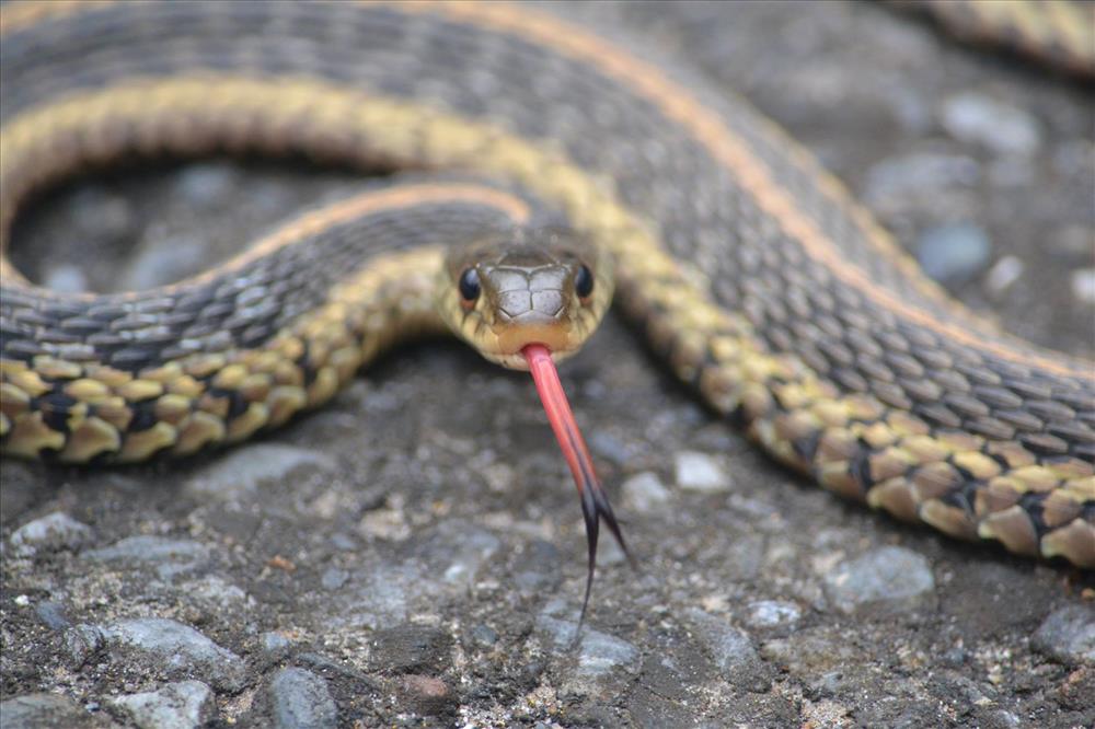 Garter Snake Diet