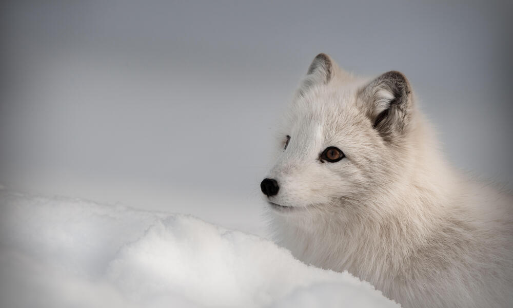 Arctic Fox and Panda Diets