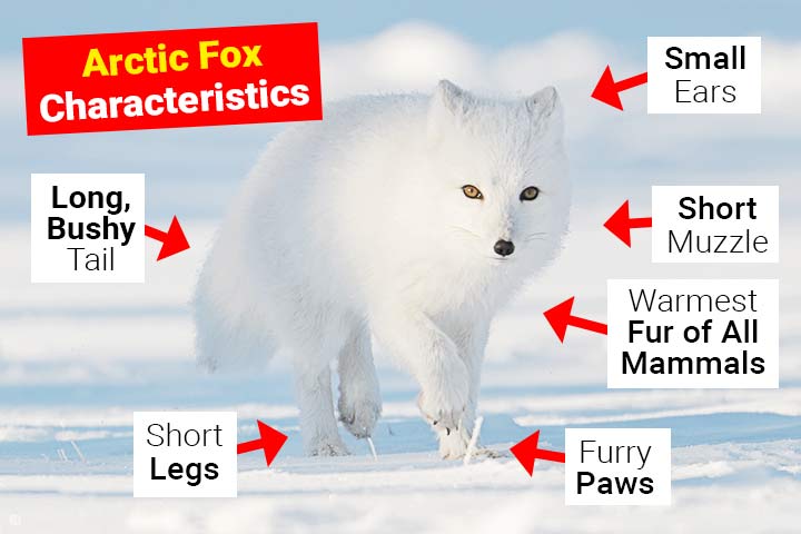 Optimizing Arctic Fox and Panda Diets