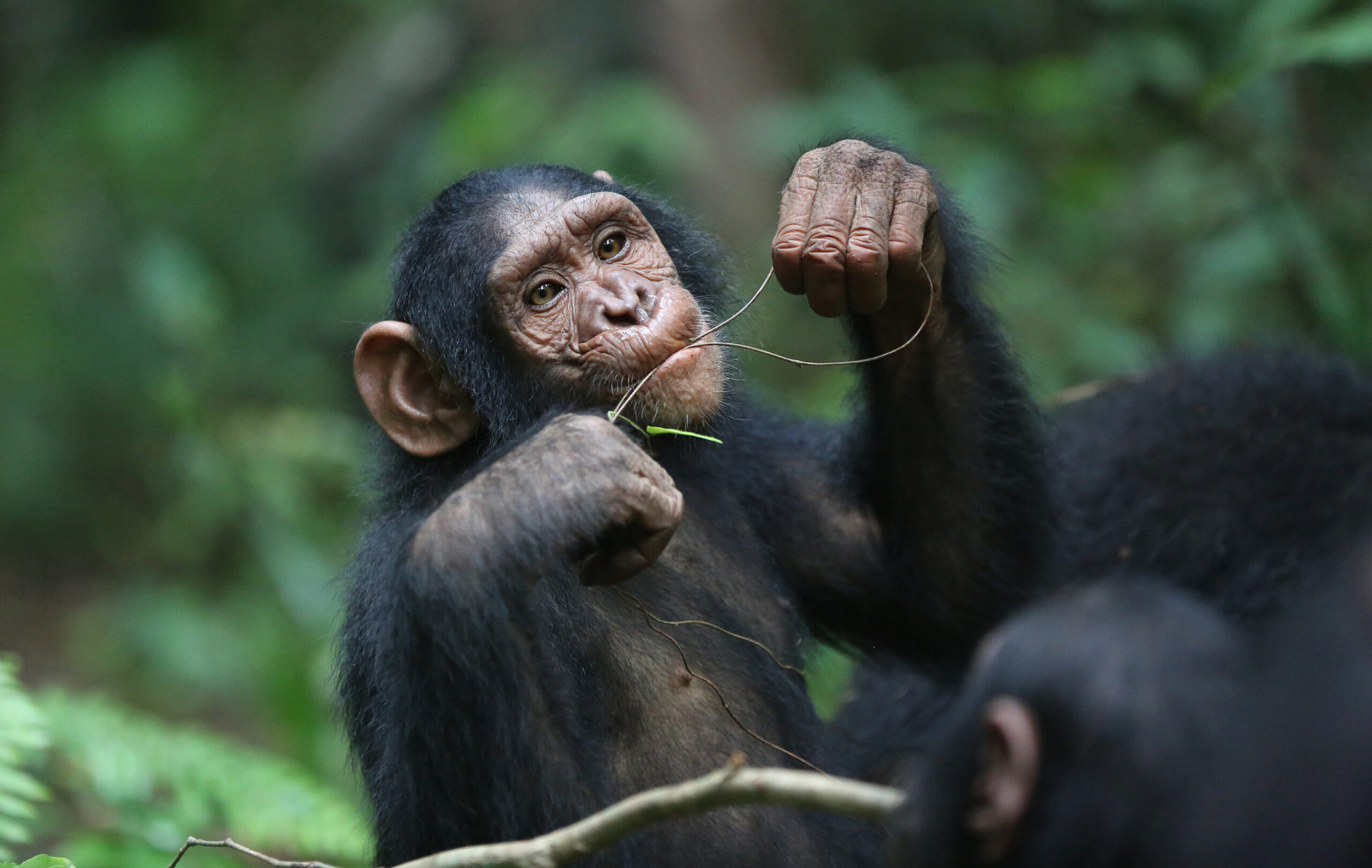 Chimpanzee Diet