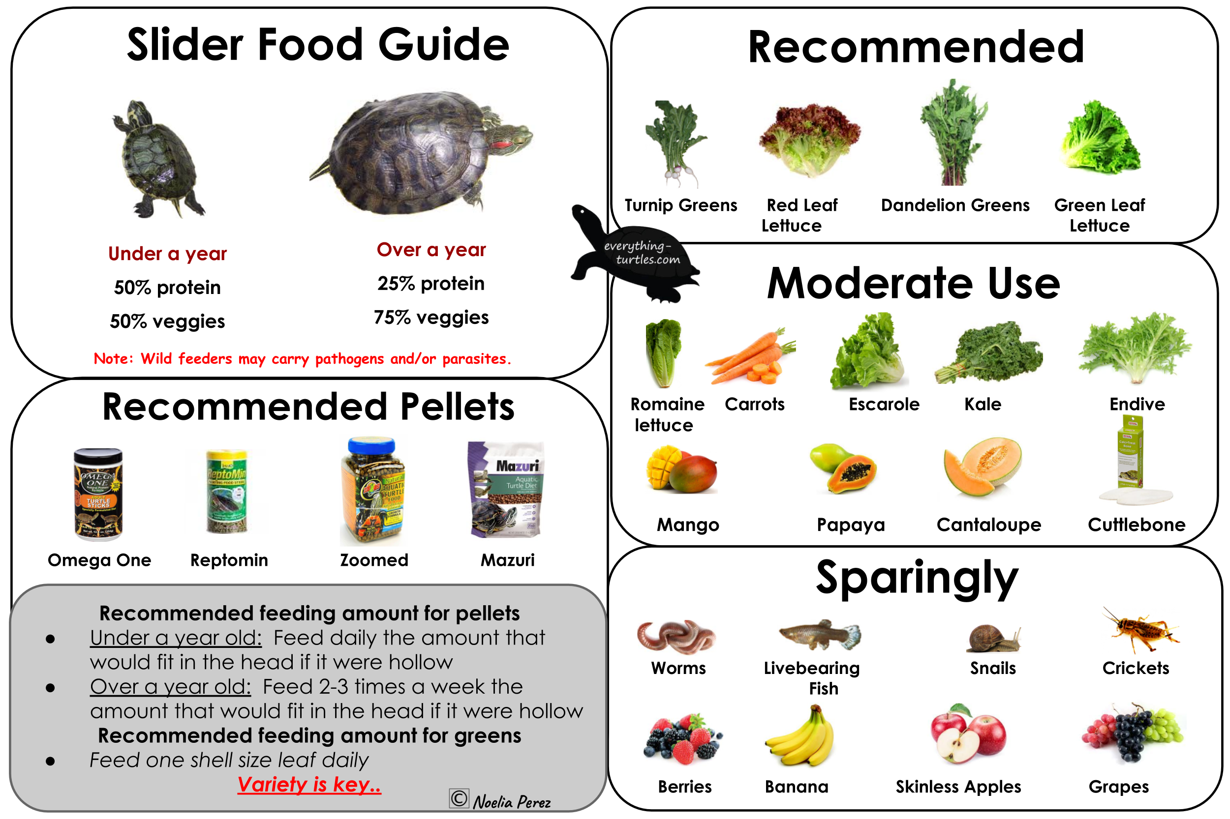 Red Eared Slider Diet