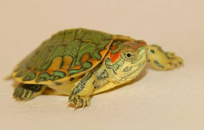 Red Eared Slider Feeding