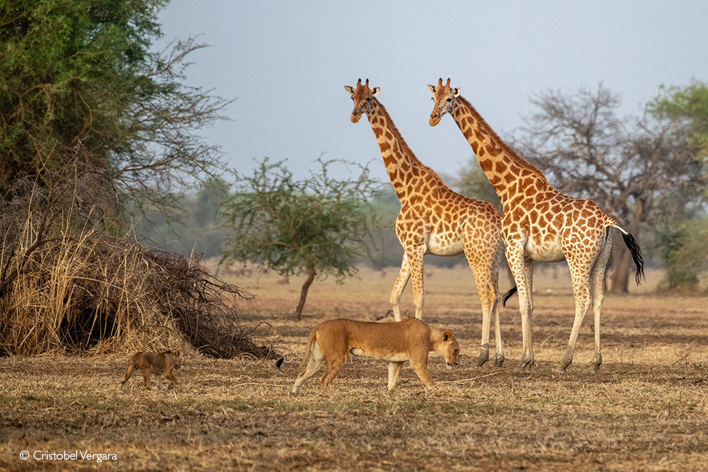 Giraffe Feeding Nutrition