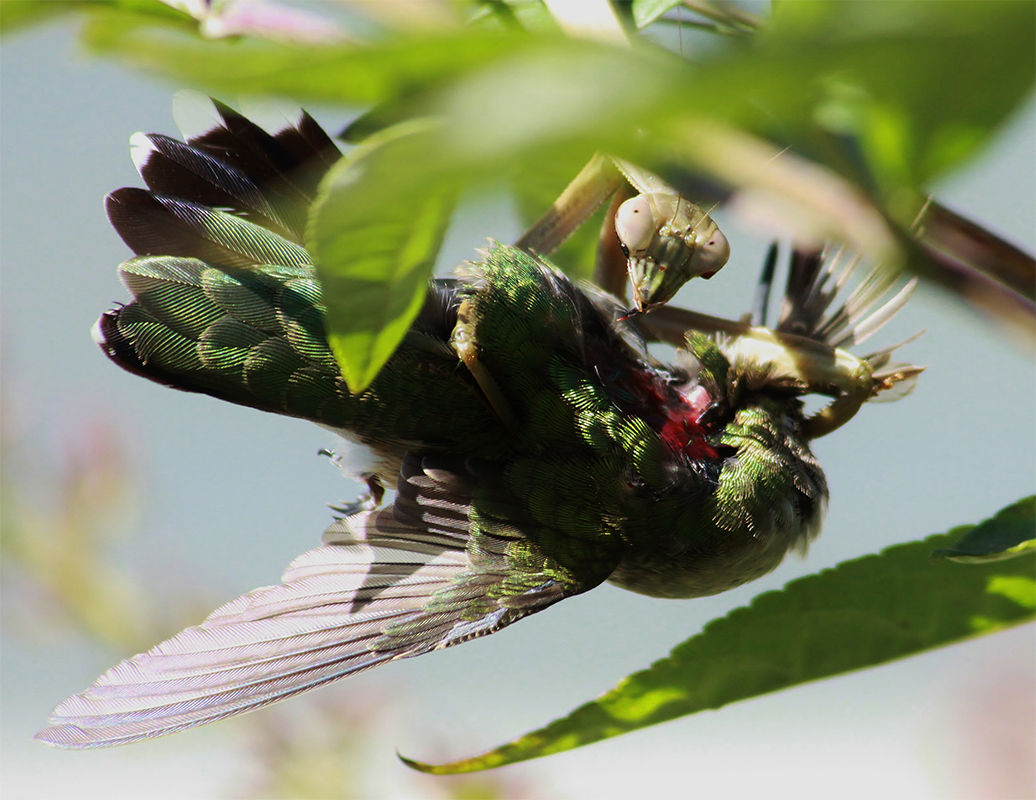 Praying Mantis Diet