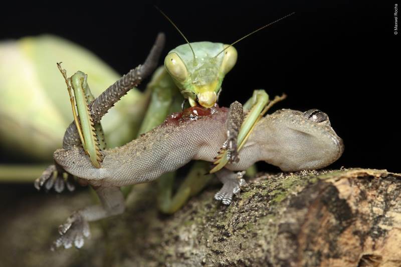 Praying Mantis Feeding